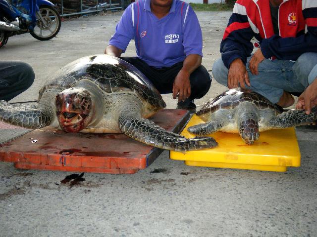 พบซากเต่าที่ตรังมีแผลจากเครืองมือประมง