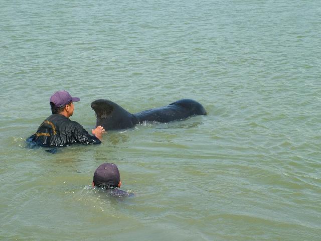 คลื่นซัดวาฬหัวทุยคู่เกยตื้นตายหาดปากพนัง