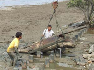 พบปลาวาฬเกยตื้นตายที่หาดแหลมสิงห์