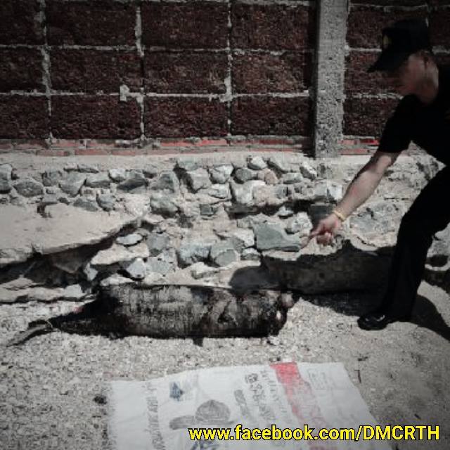 พบซากโลมาหัวบาตรหลังเรียบเกยตื้นหาดวอนนภา บางแสน