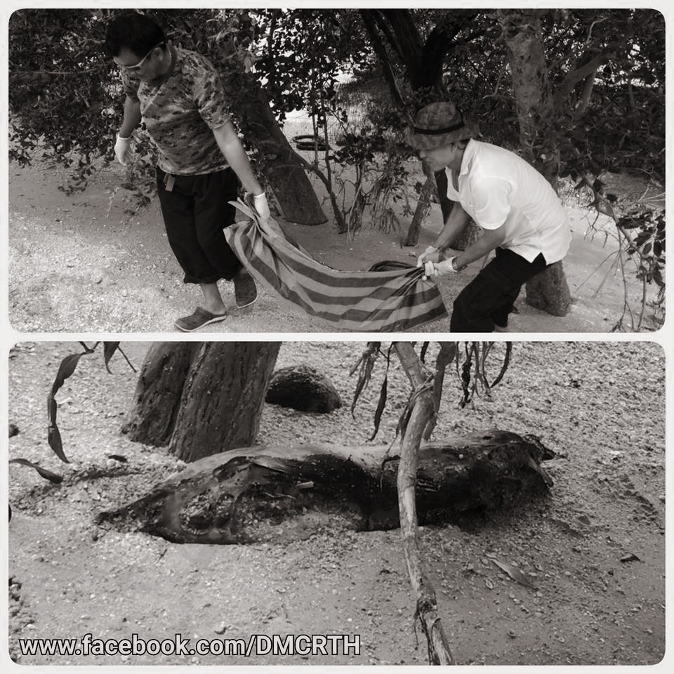 พบซากโลมาหัวบาตรหลังเรียบ สมุทรสาคร