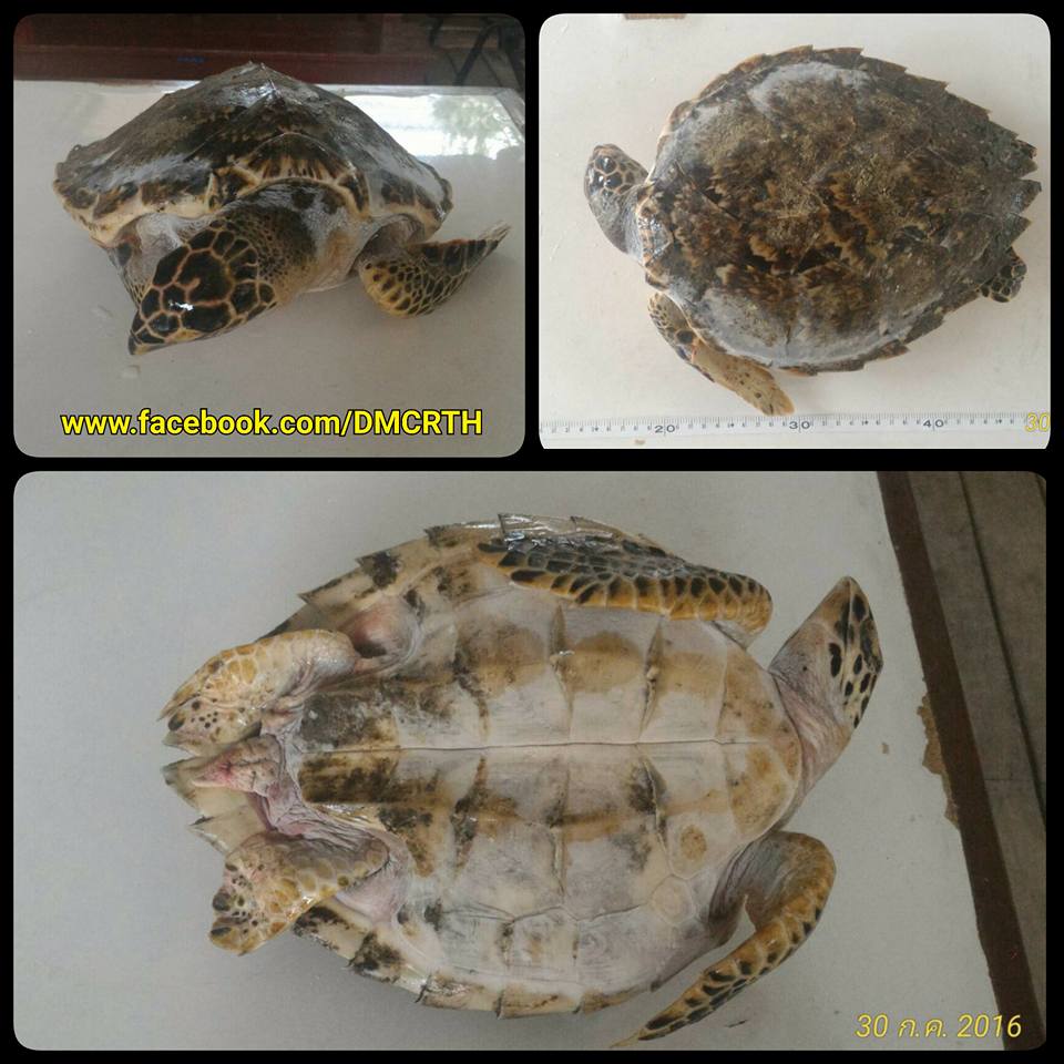 พบซากเต่ากระ ติดอวนปูม้า