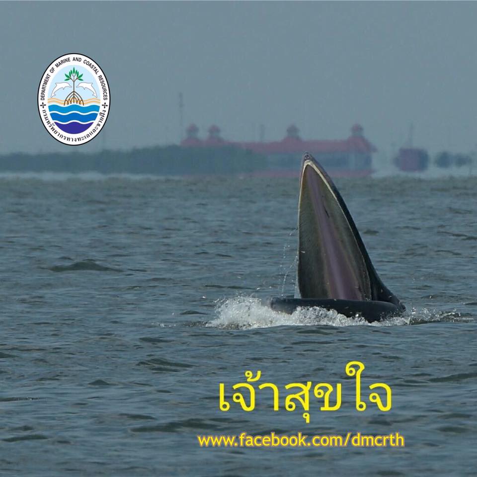 สวัสดี พี่น้องเครือข่ายรักษ์ทะเลไทย