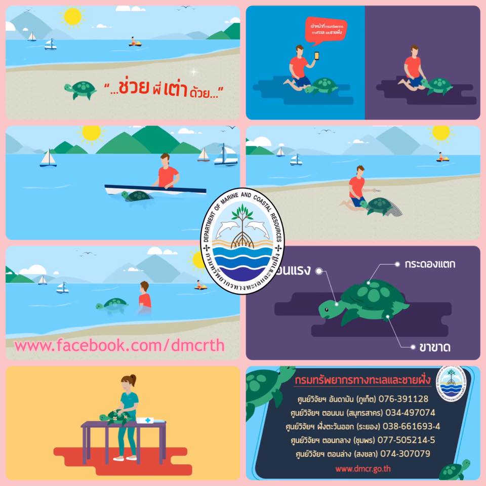 Animation ขั้นตอนการช่วยชีวิตเต่าทะเล