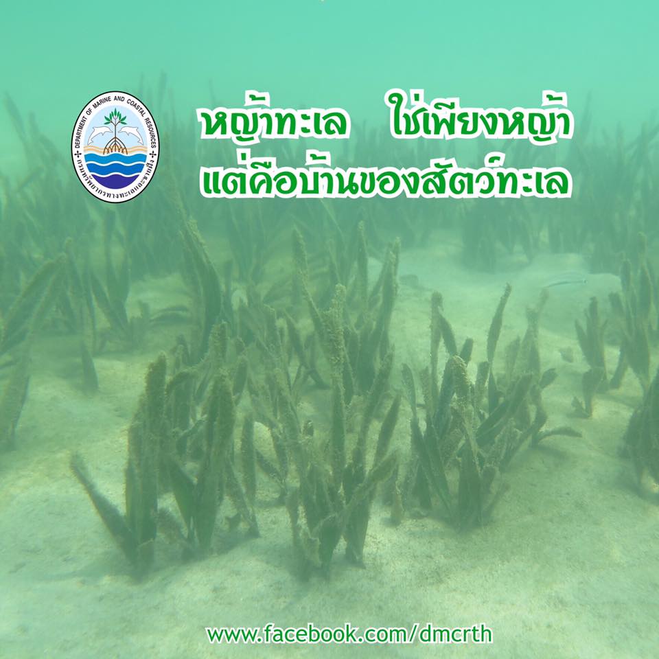สวัสดี พี่น้องเครือข่ายรักษ์ทะเลไทย