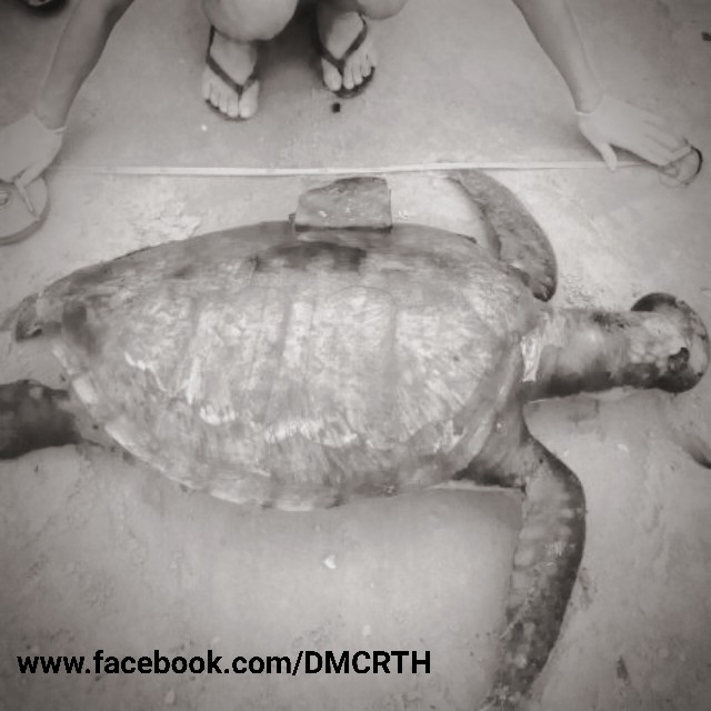 พบเต่าตนุเกยตื้นชายหาดแม่รำพึง