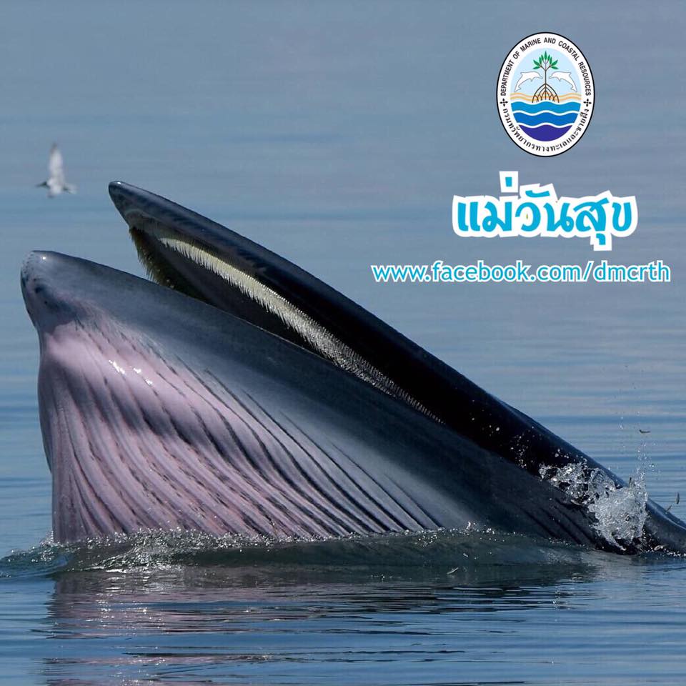 สวัสดี พี่น้องเครือข่ายรักษ์ทะเลไทย