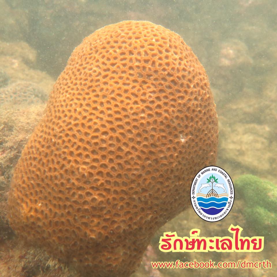 สวัสดี พี่น้องเครือข่ายรักษ์ทะเลไทย