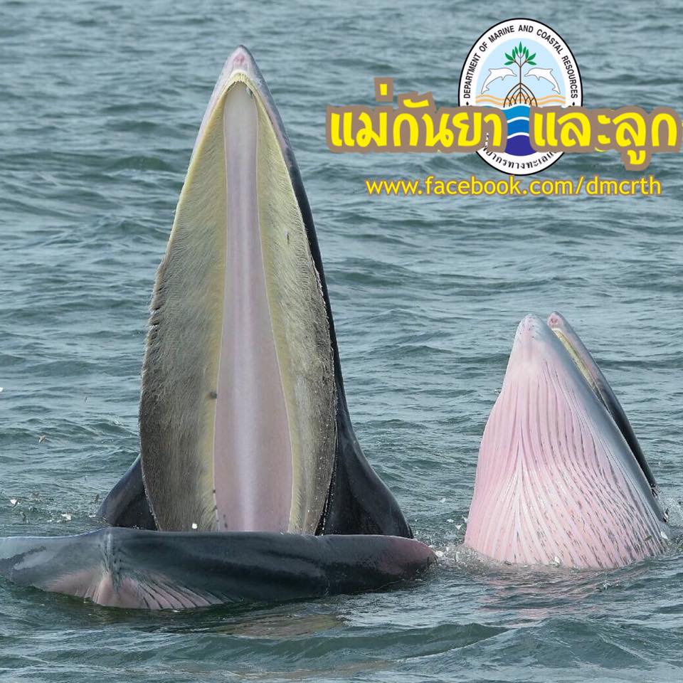 สวัสดี พี่น้องเครือข่ายรักษ์ทะเลไทย