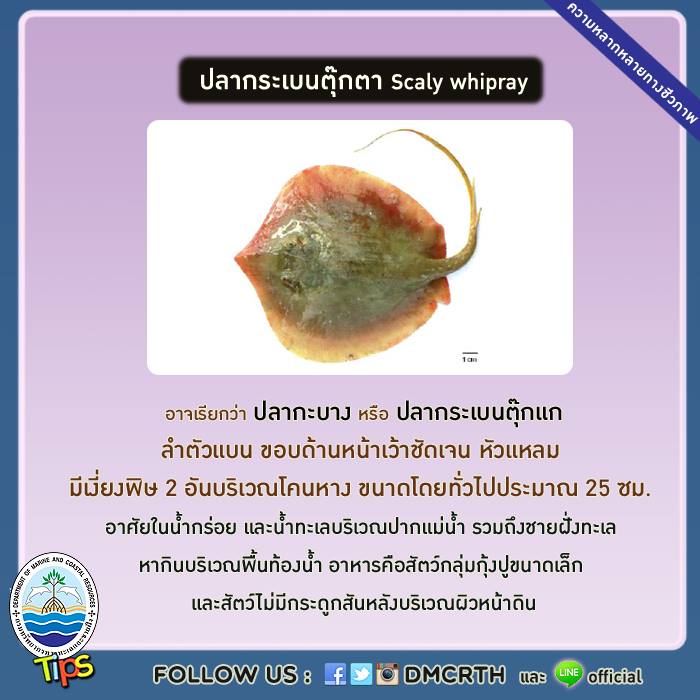 เกร็ดความรู้ ทช.