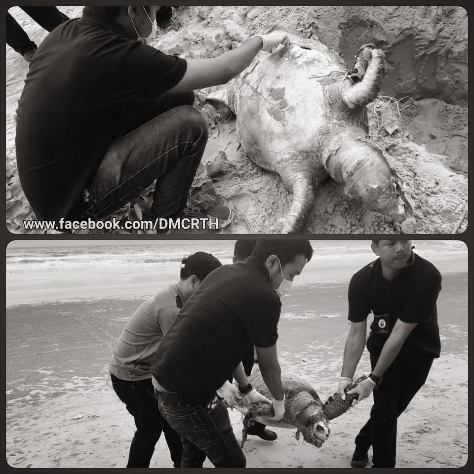 พบซากเต่าตนุเกยตื้น หาดแม่รำพึง ระยอง