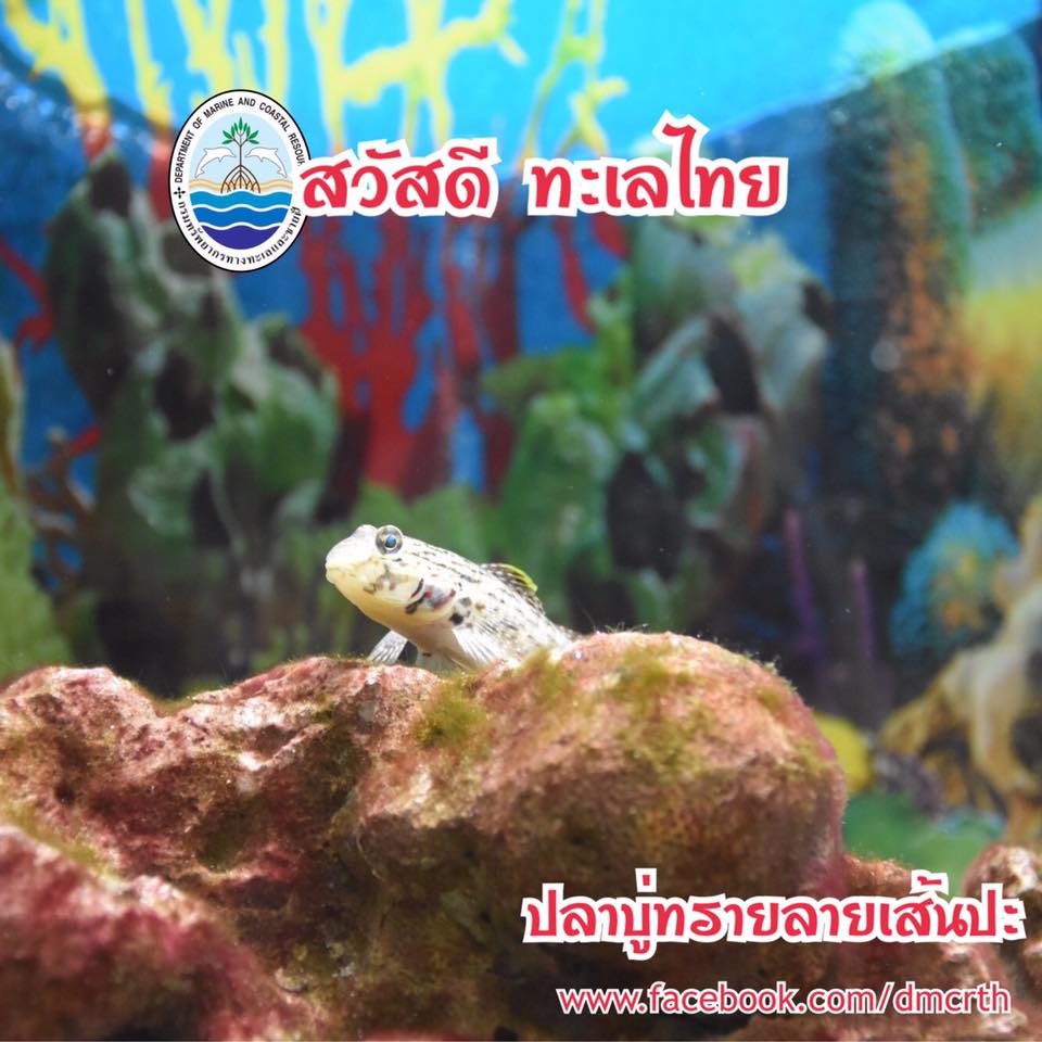 สวัสดี พี่น้องเครือข่ายรักษ์ทะเลไทย