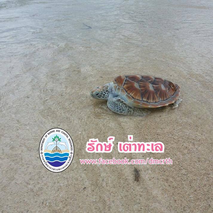 สวัสดี พี่น้องเครือข่ายรักษ์ทะเลไทย