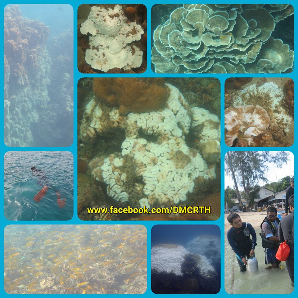 ยังพบปะการังฟอกขาวที่เกาะเต่า แต่ส่วนใหญ่กำลังฟื้นตัว