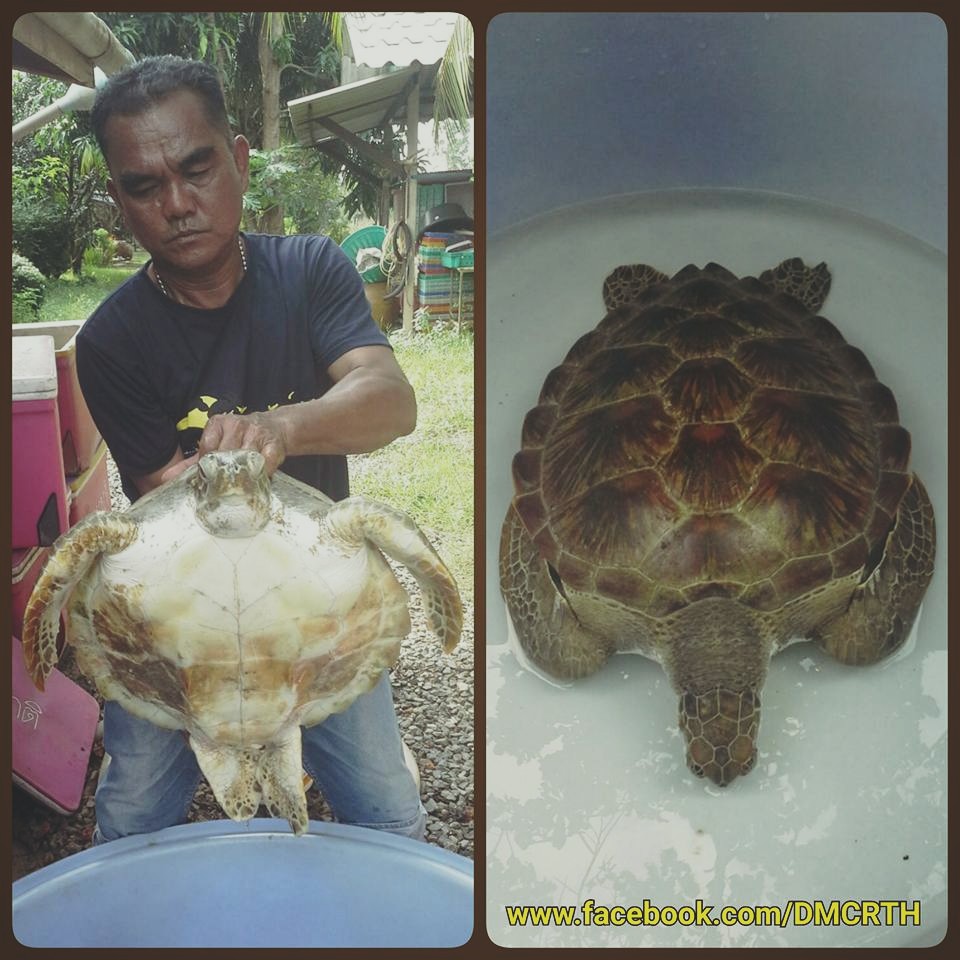 เต่าตนุเกยตื้นมีชีวิต ทะเลตราด
