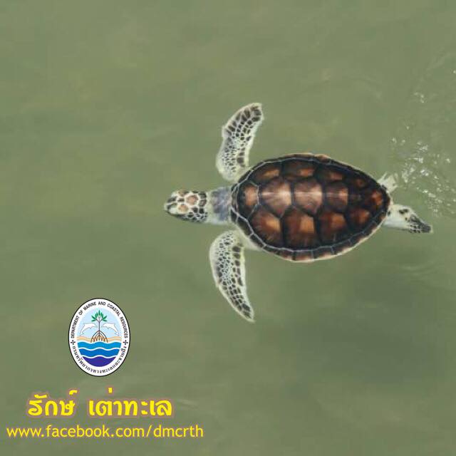 สวัสดี พี่น้องเครือข่ายรักษ์ทะเลไทย