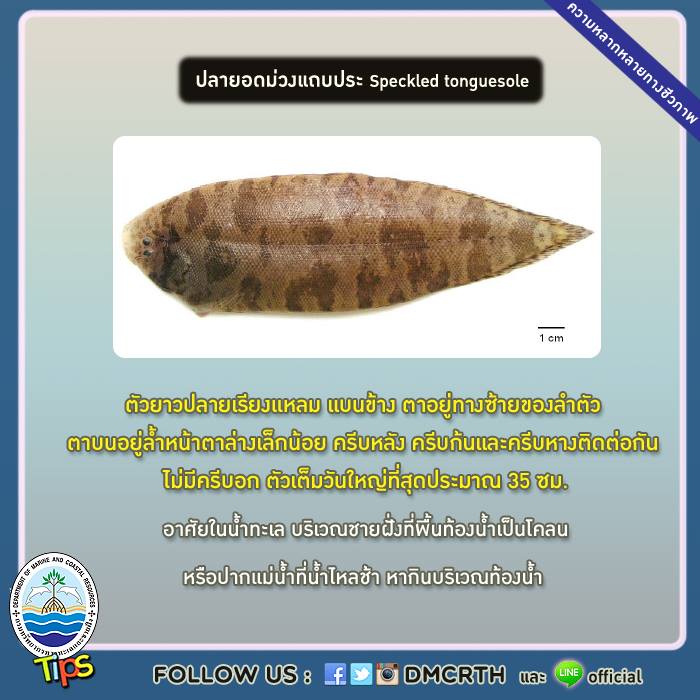 เกร็ดความรู้ ทช.