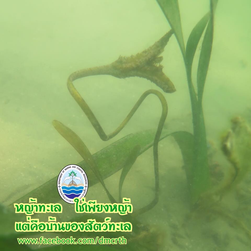 สวัสดี พี่น้องเครือข่ายรักษ์ทะเลไทย