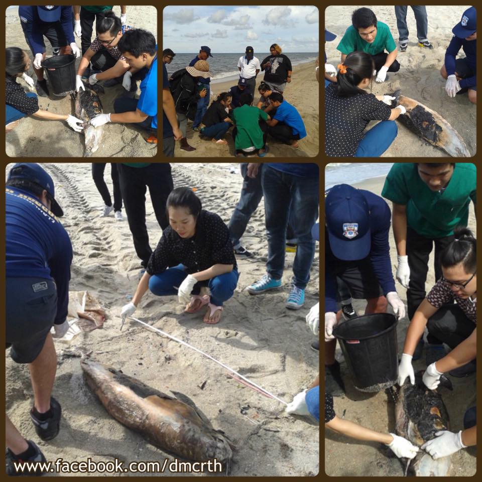 พบซากโลมาหัวบาตรหลังเรียบ บางแสน
