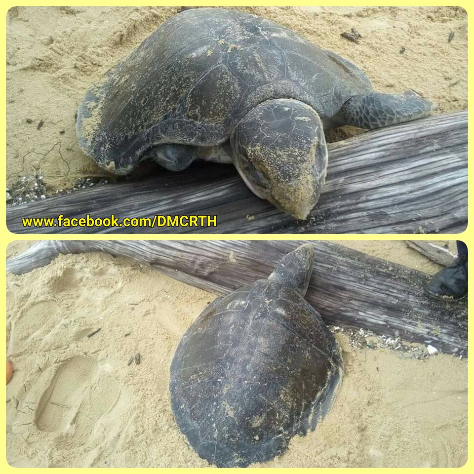 พบซากเต่าหญ้า เกยหาดทรายแก้ว ภูเก็ต