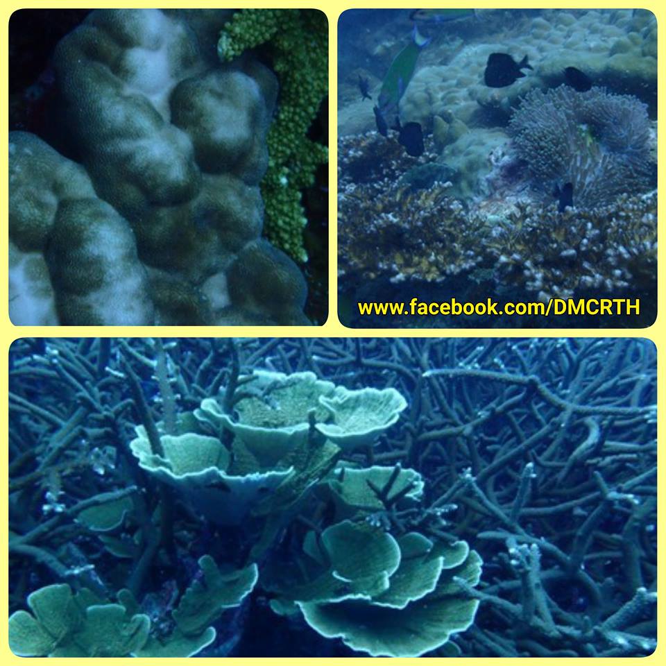 ทช.ร่วม Save Our Sea สำรวจปะการังฟอกขาว ปัตตานี
