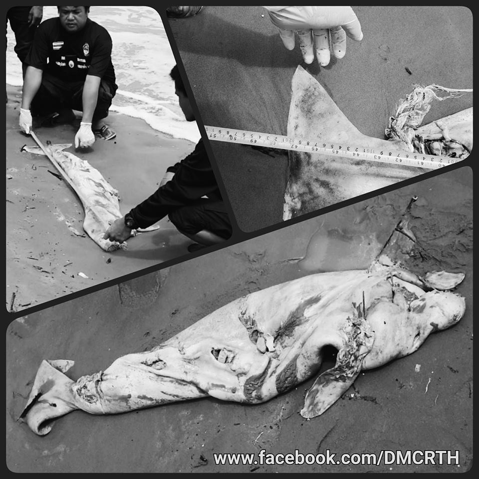 พบซากลูกพะยูน ทะเลกระบี่