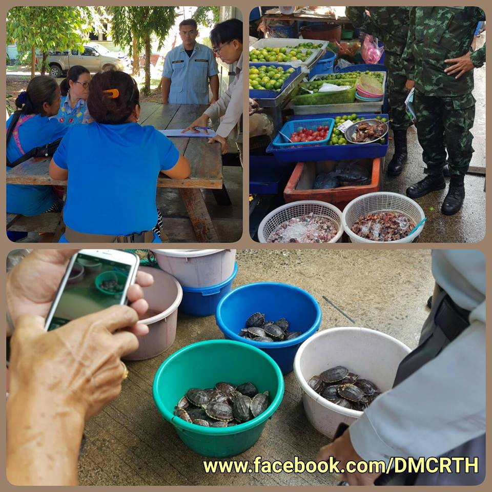 จับกุมร้านขายเต่านา ตลาดศรีราชา