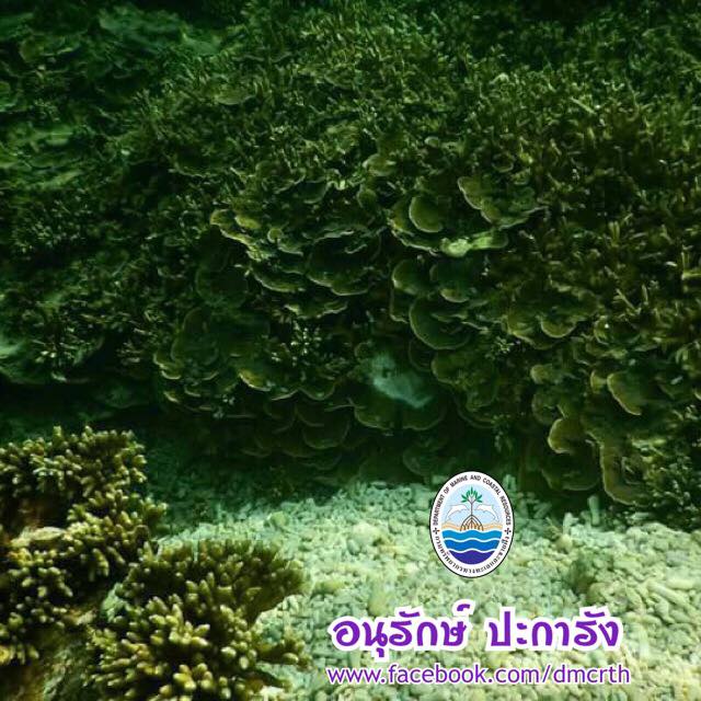 สวัสดี พี่น้องเครือข่ายรักษ์ทะเลไทย