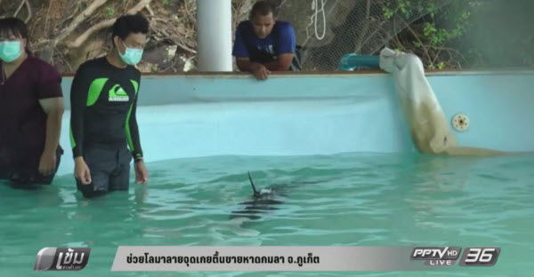 ช่วยโลมาลายจุดเกยตื้นชายหาดกมลา จ.ภูเก็ต