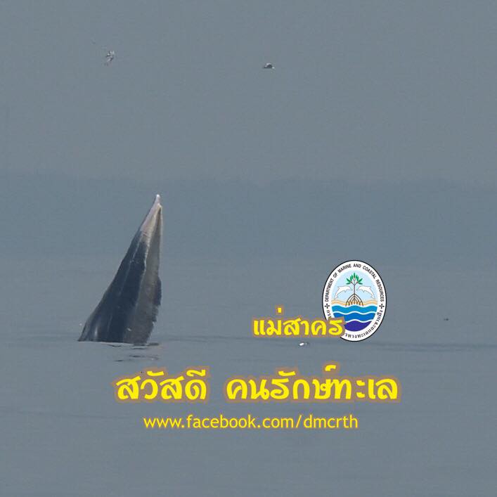 สวัสดี พี่น้องเครือข่ายรักษ์ทะเลไทย