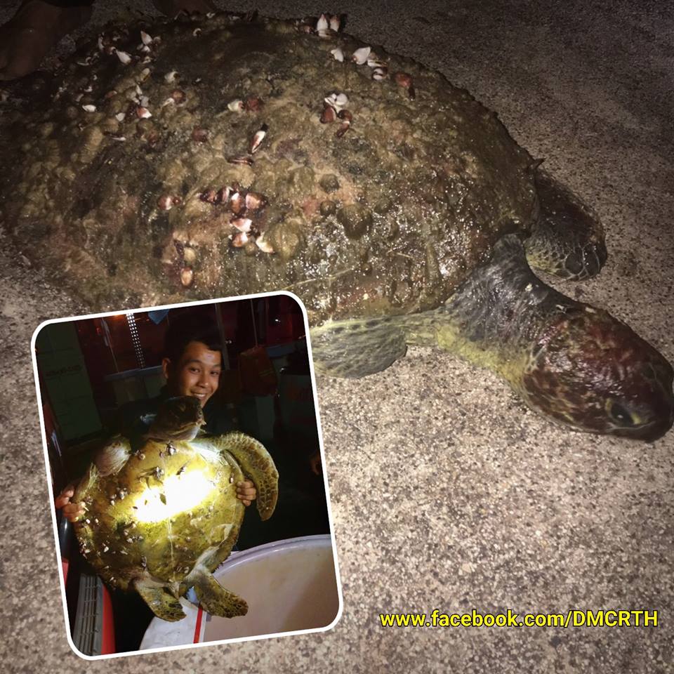 พบเต่าตนุเกยตื้นบริเวณหาดในหาน ภูเก็ต