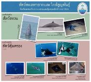 ทช. เตรียมเสนอสัตว์ทะเลหายากและใกล้สูญพันธุ์ ๙ ชนิด เป็นสัตว์ป่าสงวนและสัตว์ป่าคุ้มครอง