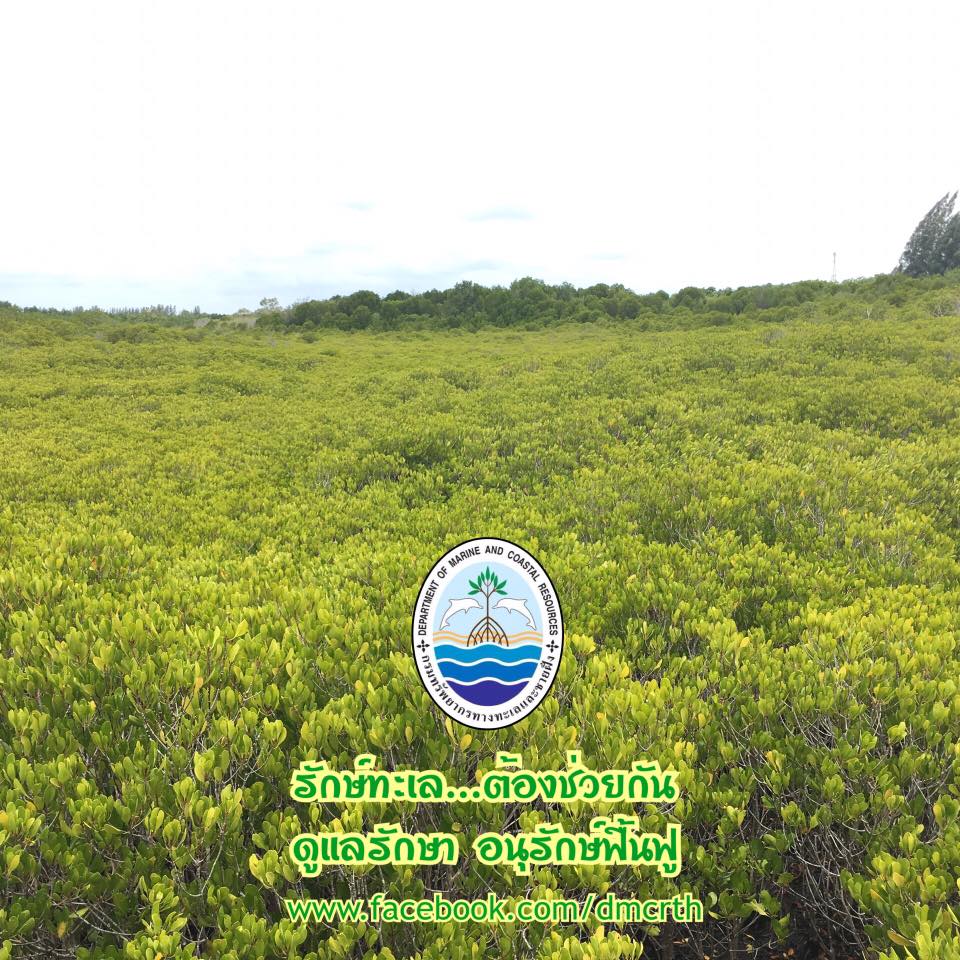 สวัสดี พี่น้องเครือข่ายรักษ์ทะเลไทย