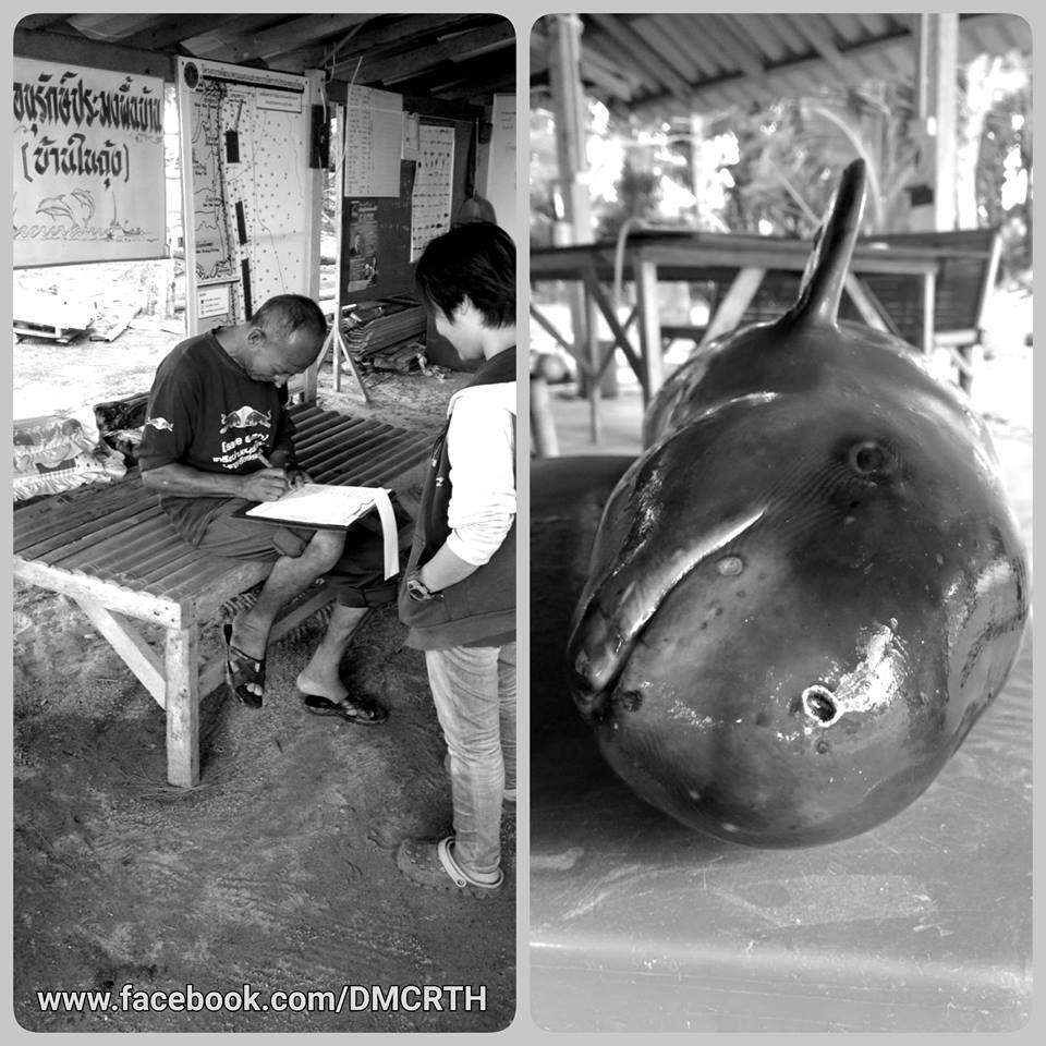 เครือข่ายแจ้งพบซากโลมาหัวบาตรหลังเรียบ ติดอวนลอยกลางทะเลนครศรีฯ