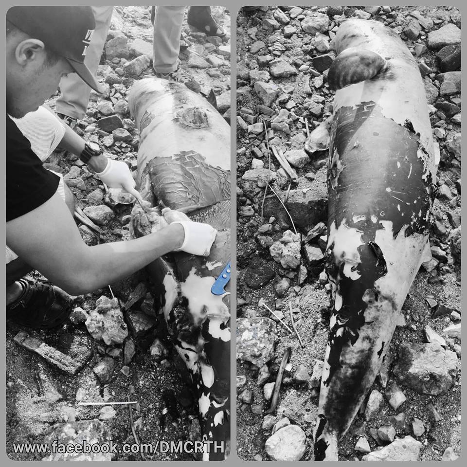 พบซากโลมาอิรวดีเกยตื้น หาดวอนนภา