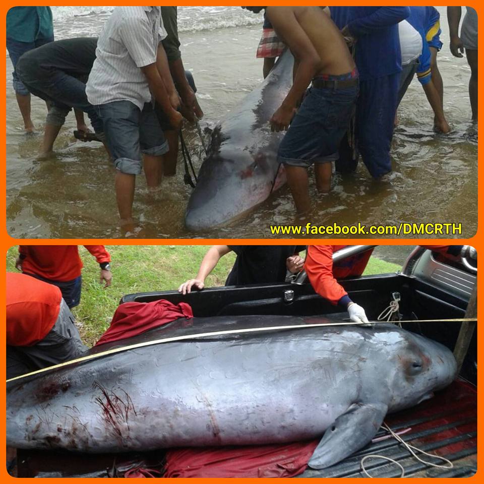 เครือข่าย จ.ตรัง ร่วมช่วยเหลือวาฬหัวทุยเล็ก