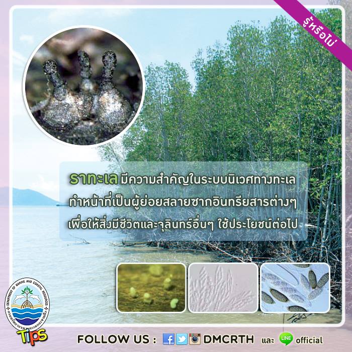 เกร็ดความรู้ ทช.