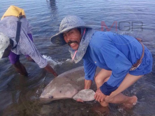 ชาวประมงเมืองตรังพบพะยูนเกยหาด