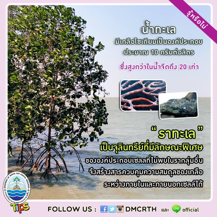 เกร็ดความรู้ ทช.