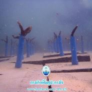 สวัสดี พี่น้องเครือข่ายรักษ์ทะเลไทย