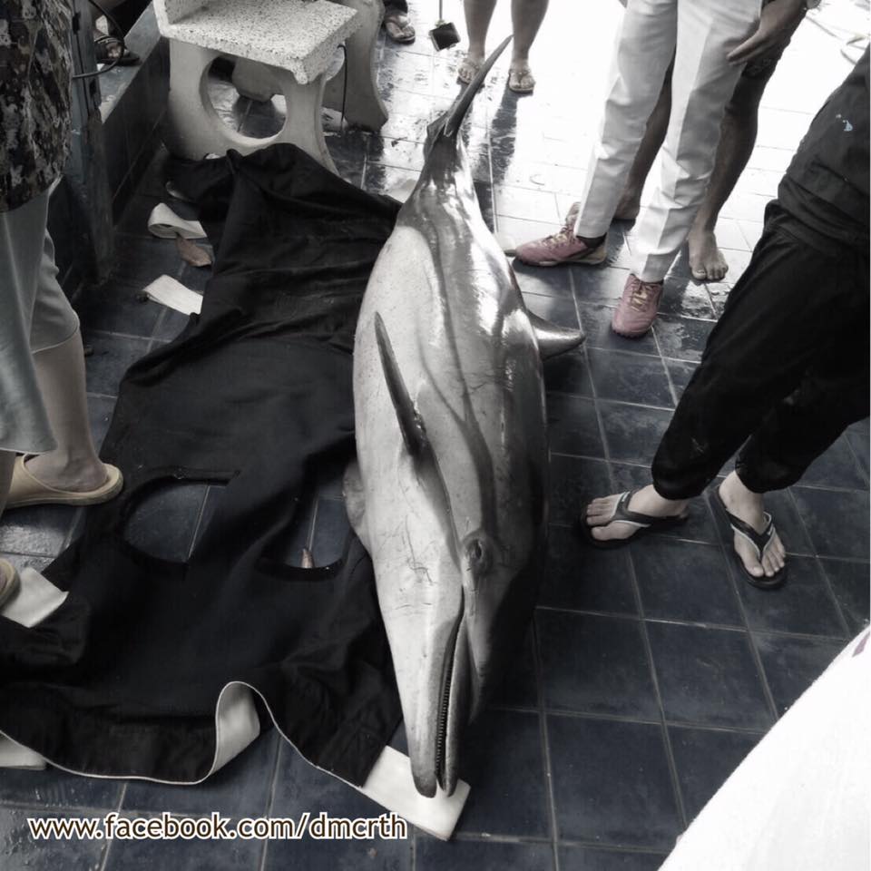 คลื่นอันดามันรุนแรง พบโลมาเกยหาด