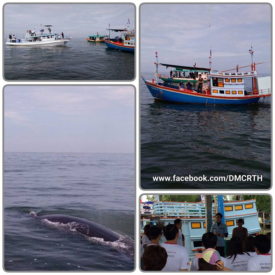 ทช.เพชรบุรี แนะนำวิธีท่องเที่ยวชมวาฬบรูด้าอย่างถูกต้อง
