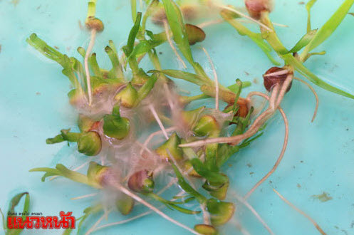 ปลูก’หญ้าทะเล’ที่’หาดคลองสน’ ฟื้นฟูอนุรักษ์ทรัพยากรอันดามัน