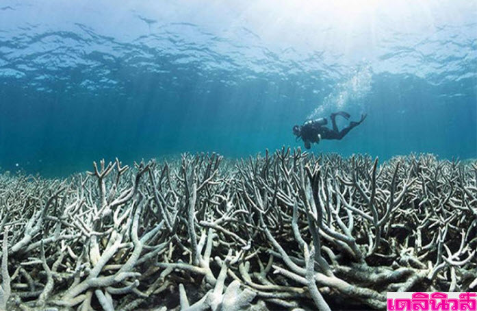 โลกร้อนทำลายล้างปะการังเกรทแบริเออร์รีฟ