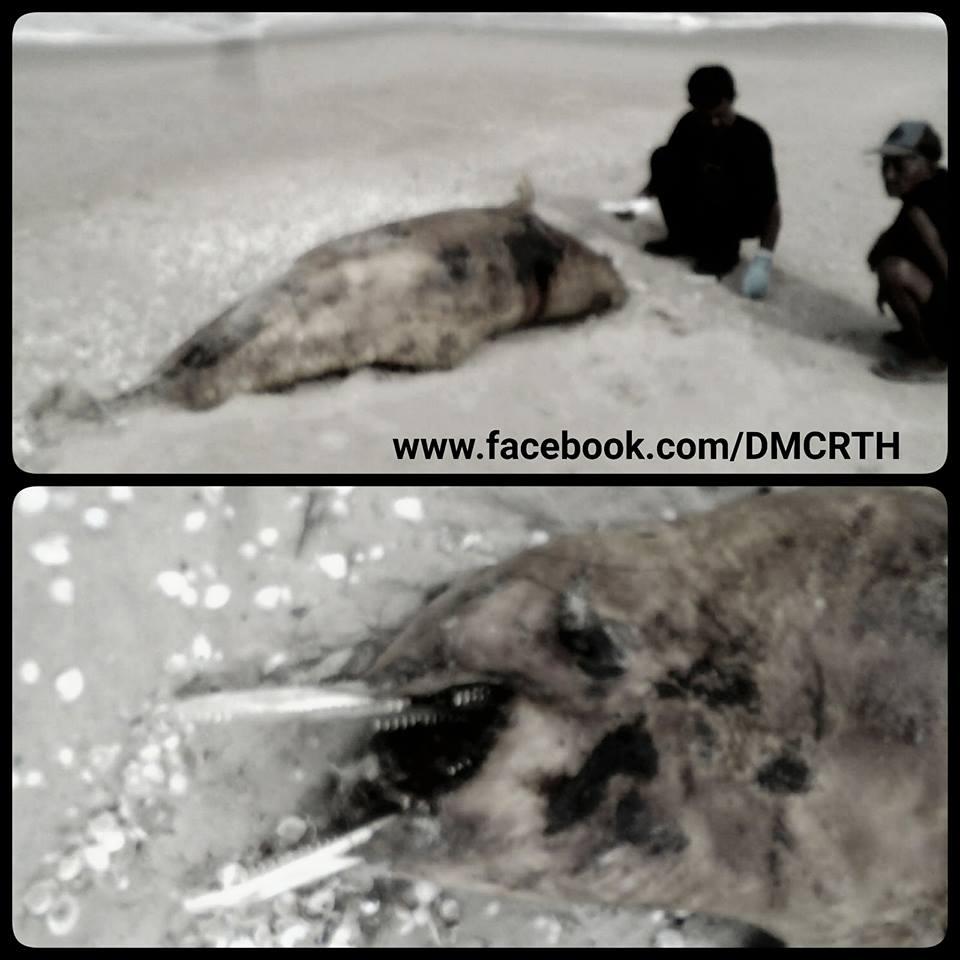 พบซากโลมาหลังโหนก เกยหาดที่สงขลา
