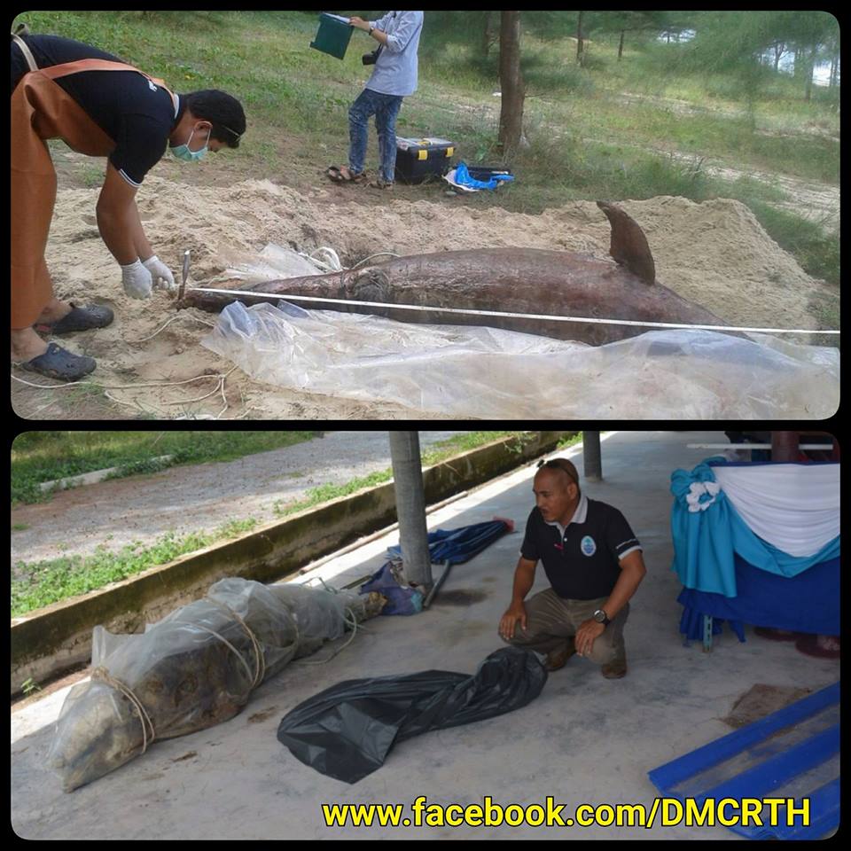 พบซากโลมาปากขวดและโลมาหัวบาตร ชายหาดบ้านน้ำบ่อ ปัตตานี