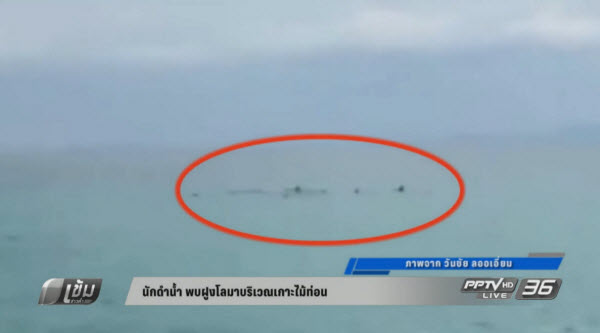 นักดำน้ำ พบฝูงโลมาบริเวณเกาะไม้ท่อน