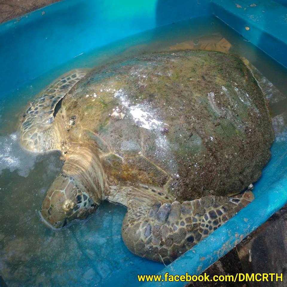 เต่าตนุขนาดใหญ่เกยตื้นชายหาดสุราษฎร์