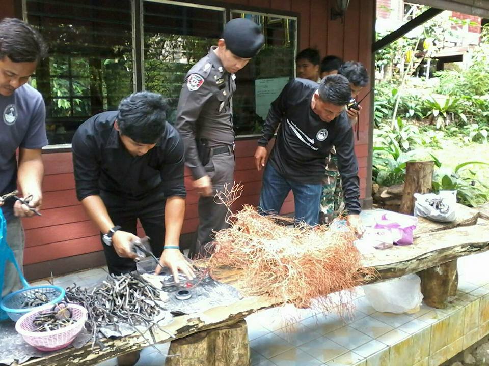 ทช.จับกุมผู้กระทำผิดลักลอบค้ากัลปังหา