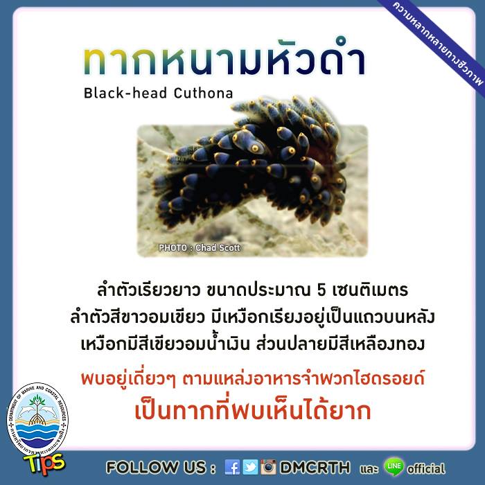 เกร็ดความรู้ ทช.
